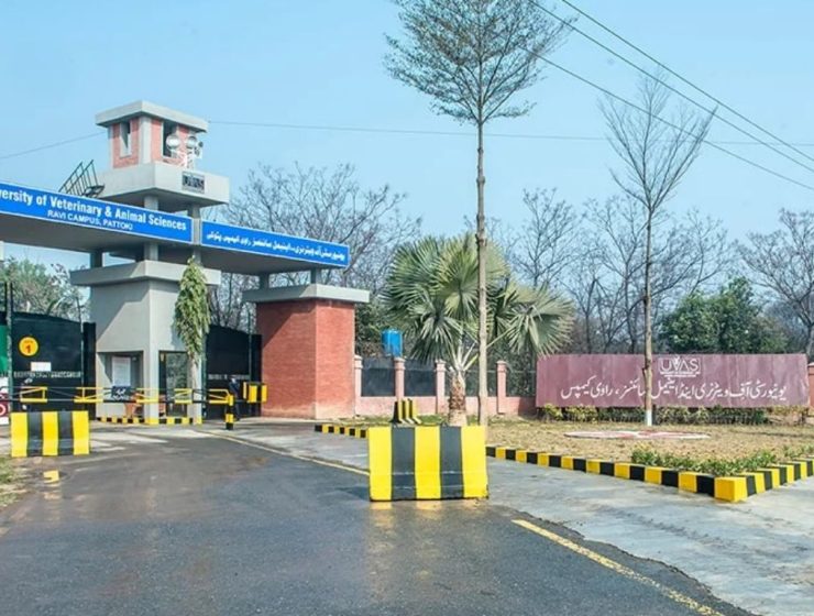 University of Veterinary and Animal Sciences UVAS Jobs Lahore 2025