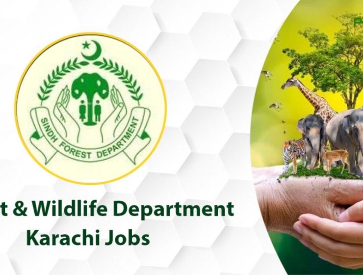 Latest Forest & Wildlife Department Management Jobs Lahore 2025